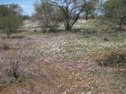 IMG_2061  Pink daisies and white paper daisies.JPG
