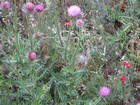 IMG_8219.JPG