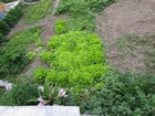 IMG_5391.JPG