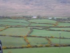 IMG_3240  Close-up of protected hedgerows.JPG