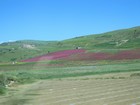 IMG_2504.JPG