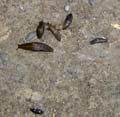 04-snail family