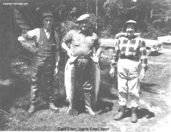 salmon
