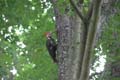 pileated_woodpecker_2