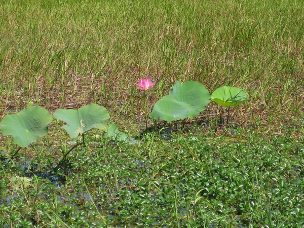 n_img_0128_pink_lotus_or_sacred__lily_has_seeds_like_peanuts.jpg