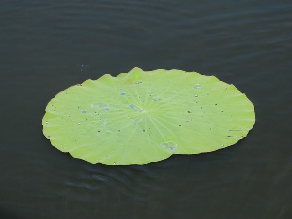 n_img_0129_pink_lotus_lily___water_beads_on_leaves_so_they_were_used_for_hats.jpg