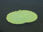 IMG_0129 Pink lotus lily.  Water beads on leaves so they were used for hats.JPG