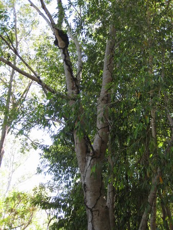 n_img_0220_tree_with_mud_tunnels_to_ant_nests_above_high_water_level.jpg