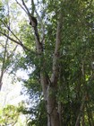IMG_0220 Tree with mud tunnels to ant nests above high water level.JPG