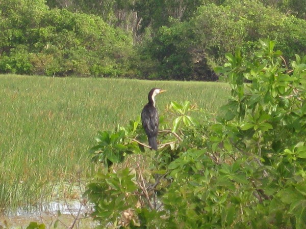 n_img_0367__pied_cormorant_in_mamukala_wetlands.jpg