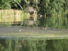 IMG_0562 Comb-crested Jacanas, also Jesus birds or Christ birds, walk on water-grass.JPG