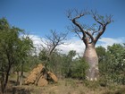 IMG_1176  A  boab (Adansonia gregorii) tree and a termite mound.JPG