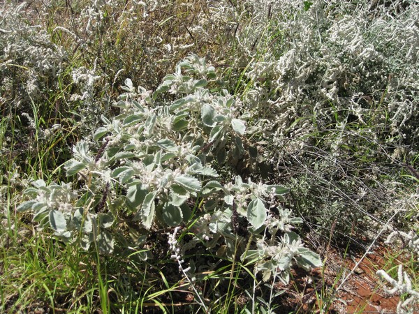 n_img_1358__kapok_bush__as_opposed_to_a_kapok_tree_.jpg