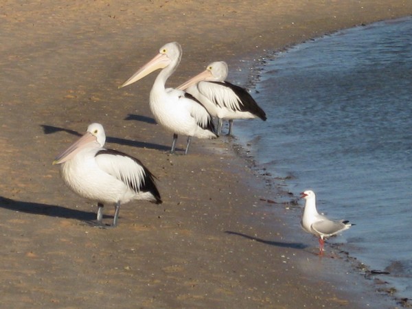 n_img_1919__monkey_mia___pelicans_at_the_morning_dolphin_feeding.jpg