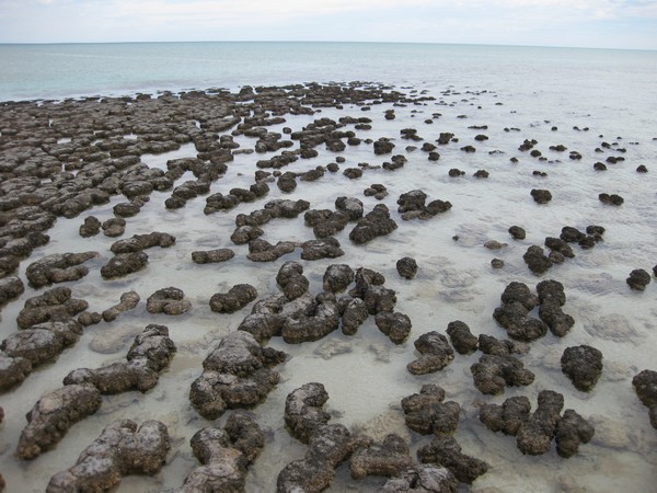 n_img_2030__stromatolites_at_hamlin_pool__domes_produced_by_cyanobacteria_in_hypersalinated_water.jpg