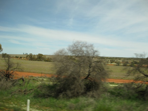 n_img_2049__have_changed_to_the__great_southern_ocean_weather_influence___trees_taller__wattles__red_and_blue_mallee__a_multicoloured_eucalypt_.jpg