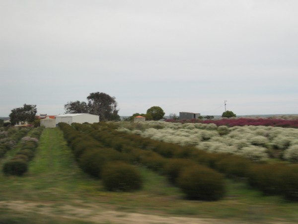 n_img_3087__the_start_of_real_farming___the_great_southern_ocean_weather_makes_all_the_difference_in_water_supply.jpg