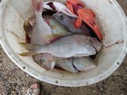 IMG_1755  A fisherman's catch.  Coral cod and red travelli .JPG