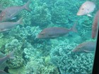 IMG_1821  Lots of friendly fish, like these spangled emperor.JPG