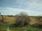 IMG_2049  Have changed to the  Great Southern Ocean weather influence.  Trees taller, wattles, red and blue mallee (a multicoloured eucalypt).JPG