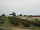 IMG_3087  The start of real farming.  The Great Southern Ocean weather makes all the difference in water supply.JPG