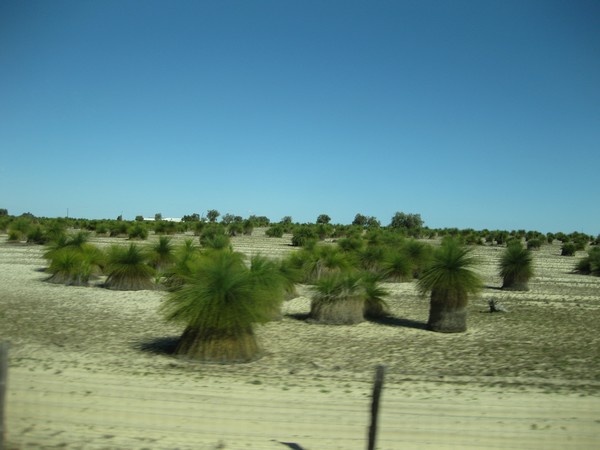 n_img_3248__grass_trees___they_take_100_years_to_grow_to_1_m_tall.jpg