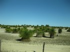 IMG_3248  Grass trees.  They take 100 years to grow to 1 m tall.JPG