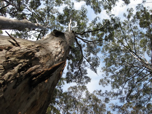 n_img_3562__valley_of_the_giants_included_jarrah__karri__and_marri_trees__all_huge.jpg