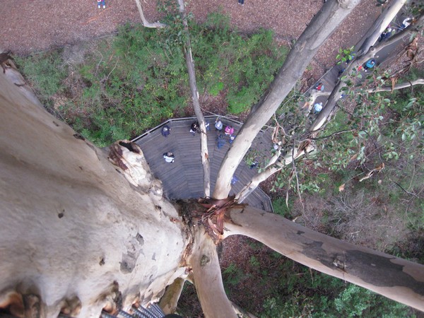 n_img_3622__view_from_the_platform_at_61_m_up_gloucester_tree__a_72_m_tall_karri_tree_in_goucester_national_park.jpg
