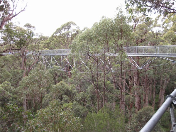 n_img_3681__treetop_tingle_tree_walk_in_the_valley_of_the_giants.jpg