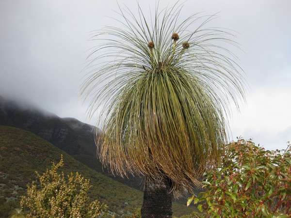 n_img_3853__sterling_range_national_park___at_the_parking_lot_and_lookout_where_trails_go_into_the_stirling_range__including_bluff_knoll.jpg