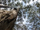 IMG_3562  Valley of the Giants included jarrah, karri, and marri trees, all huge.JPG
