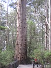 IMG_3650  Bottom of the Gloucester tree, showing the clumbing rods.JPG