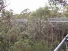 IMG_3681  Treetop tingle tree walk in the Valley of the Giants.JPG