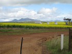 IMG_3878  Canola.  Canada's gift.  It brightens the countryside and enriches the soil with nitrogen.JPG