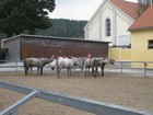 IMG_2719 Outdoor time for mares (white) and foals (dark).JPG