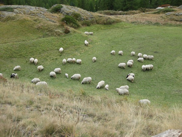 n_img_3548_sheep_in_the_meadows_around_furi_steg.jpg