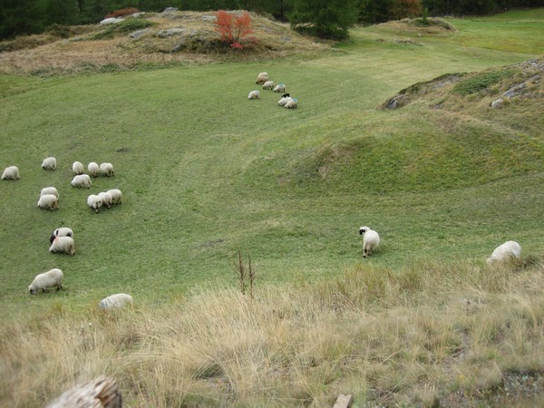 n_img_3549_the_black_lamb__upper_centre__was_bleating__and_being_rejected_by_the_ewes.jpg