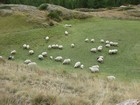 IMG_3548 Sheep in the meadows around Furi Steg.JPG