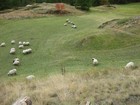 IMG_3549 The black lamb (upper centre) was bleating, and being rejected by the ewes.JPG