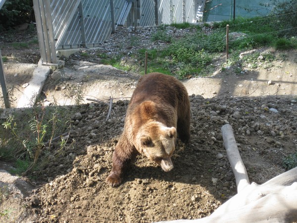 n_img_3907_live_bears_have_been_kept_here_since_at_least_the_1410_s.jpg