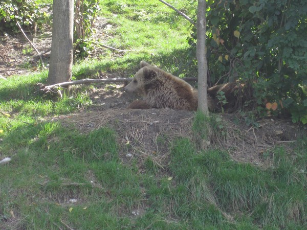 n_img_3911_the_baerenpark_has_nice_places_for_the_bears_to_dig_dens.jpg