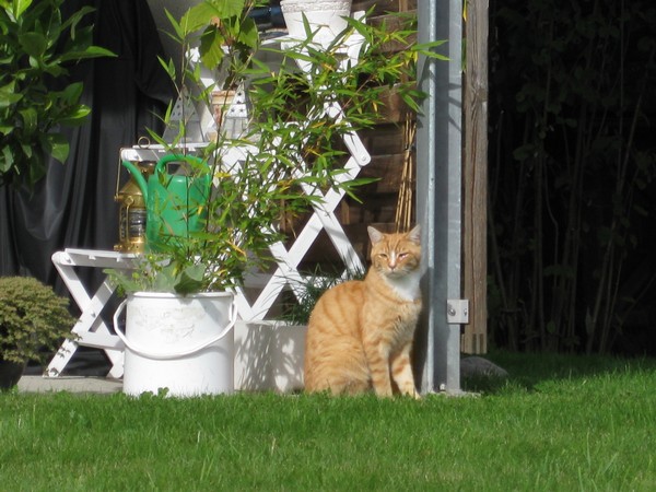n_img_3945_a_furry_resident_in_the_back_streets.jpg