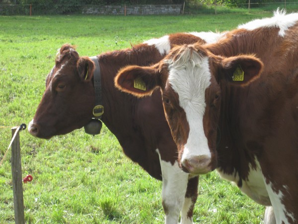 n_img_3960_the_meadow_is_multi_purpose__including_cows_and_playgrounds_as_well_as_paragliders.jpg