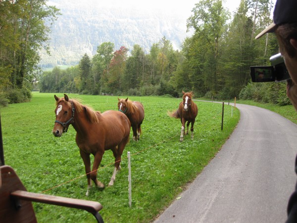 n_img_4028_the_alternate_team_trotting_along_with_their_friends.jpg