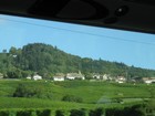 IMG_3896 Vineyards along the north shore of Lake Geneva .JPG