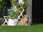 IMG_3945 A furry resident in the back streets.JPG