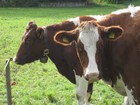 IMG_3960 The meadow is multi-purpose, including cows and playgrounds as well as paragliders.JPG