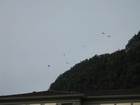 IMG_3970 A flock of paragliders heading for the meadow.JPG