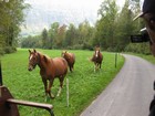 IMG_4028 The alternate team trotting along with their friends.JPG